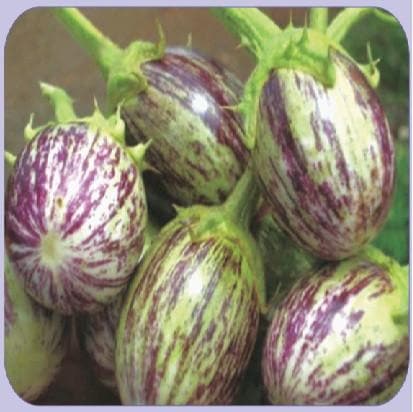 Trishul Brinjal Seeds - Bioseed | F1 Hybrid | Buy Online at Best Price