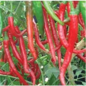 US 323 Chilli Seeds - Nunhems | F1 Hybrid | Buy Online at Best Price