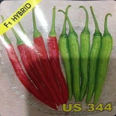 US 344 Chilli Seeds - Nunhems | F1 Hybrid | Buy Online at Best Price