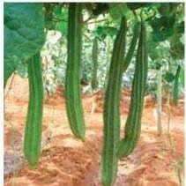 US 6001 Ridge Gourd Seeds - Nunhems | F1 Hybrid | Buy Online at Best Price