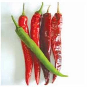 US 720 Chilli Seeds - Nunhems | F1 Hybrid | Buy Online at Best Price