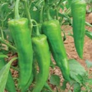 US 720 Chilli Seeds - Nunhems | F1 Hybrid | Buy Online at Best Price