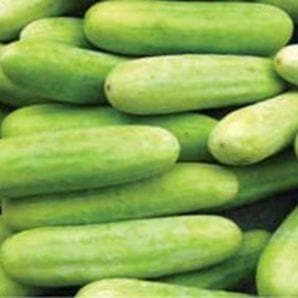 US 800 Cucumber Seeds - Nunhems | F1 Hybrid | Buy Online at Best Price