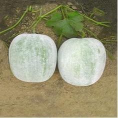 VNR-AG Ash Gourd Seeds | F1 Hybrid | Buy Online at Best Price