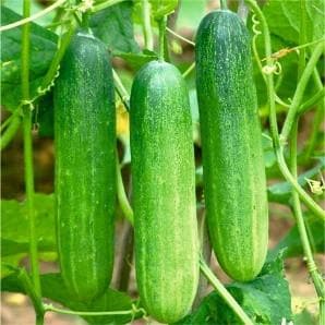 Zoya Cucumber Seeds - Fito | F1 Hybrid | Buy Online at Best Price