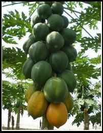 Vinayak Papaya Seeds - VNR | F1 Hybrid | Buy Online at Best Price