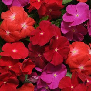 Pacifica XP Bold Vinca Seeds - PanAmerican | F1 Hybrid | Buy Online at Best Price