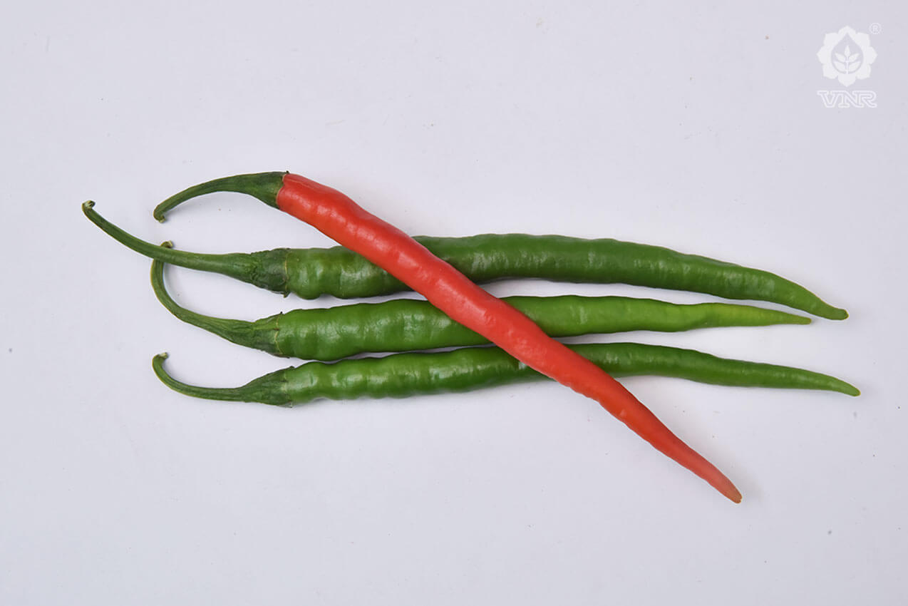 VNR 1786 Chilli Seeds | F1 Hybrid | Buy Online at Best Price