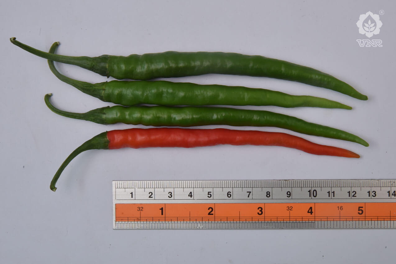 VNR 1786 Chilli Seeds | F1 Hybrid | Buy Online at Best Price