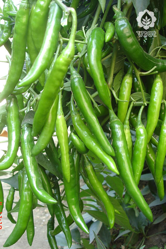 VNR-10 Chilli Seeds | F1 Hybrid | Buy Online at Best Price