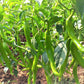 VNR 1921 Chilli  Seeds | F1 Hybrid | Buy Online at Best Price