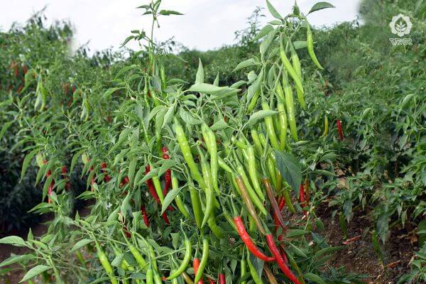 VNR 751 Chilli Seeds | F1 Hybrid | Buy Online at Best Price