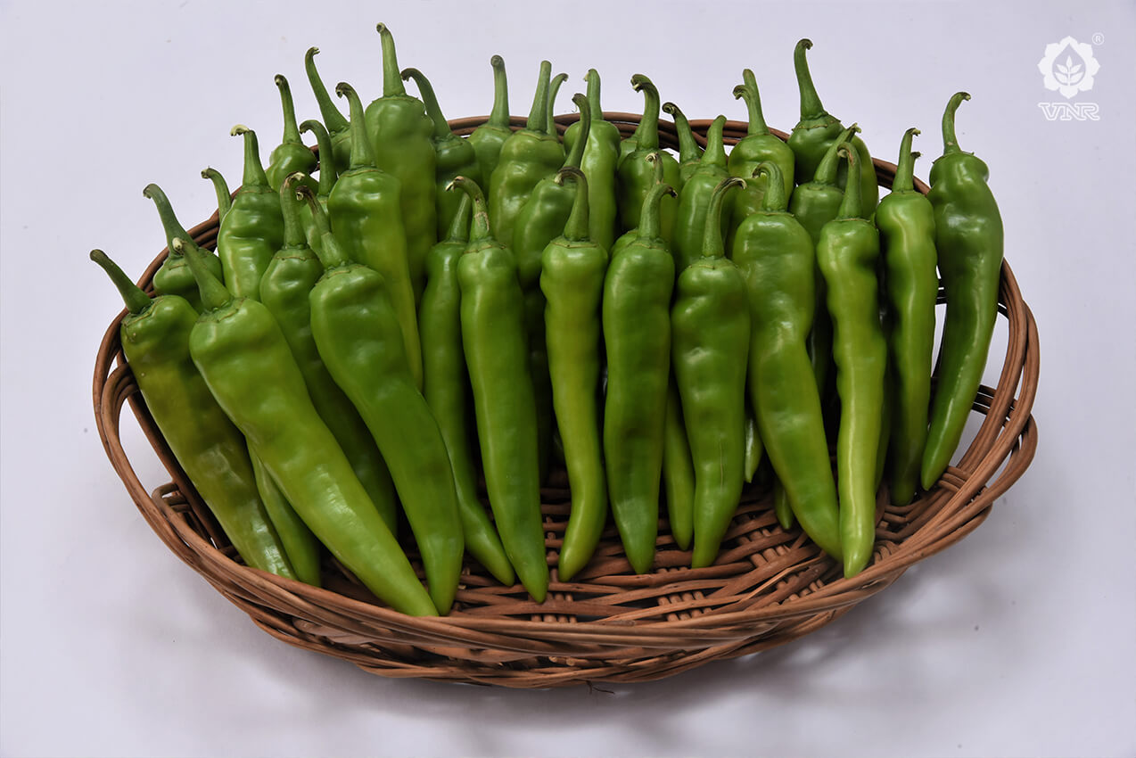 VNR 836 Chilli Seeds | F1 Hybrid | Buy Online at Best Price