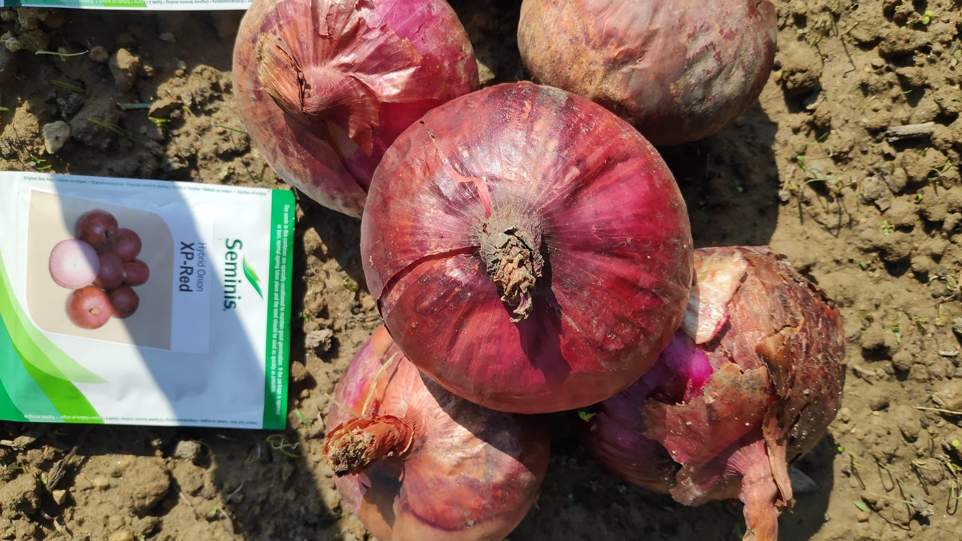 XP Red Onion Seeds - Seminis | F1 Hybrid | Buy Online at Best Price