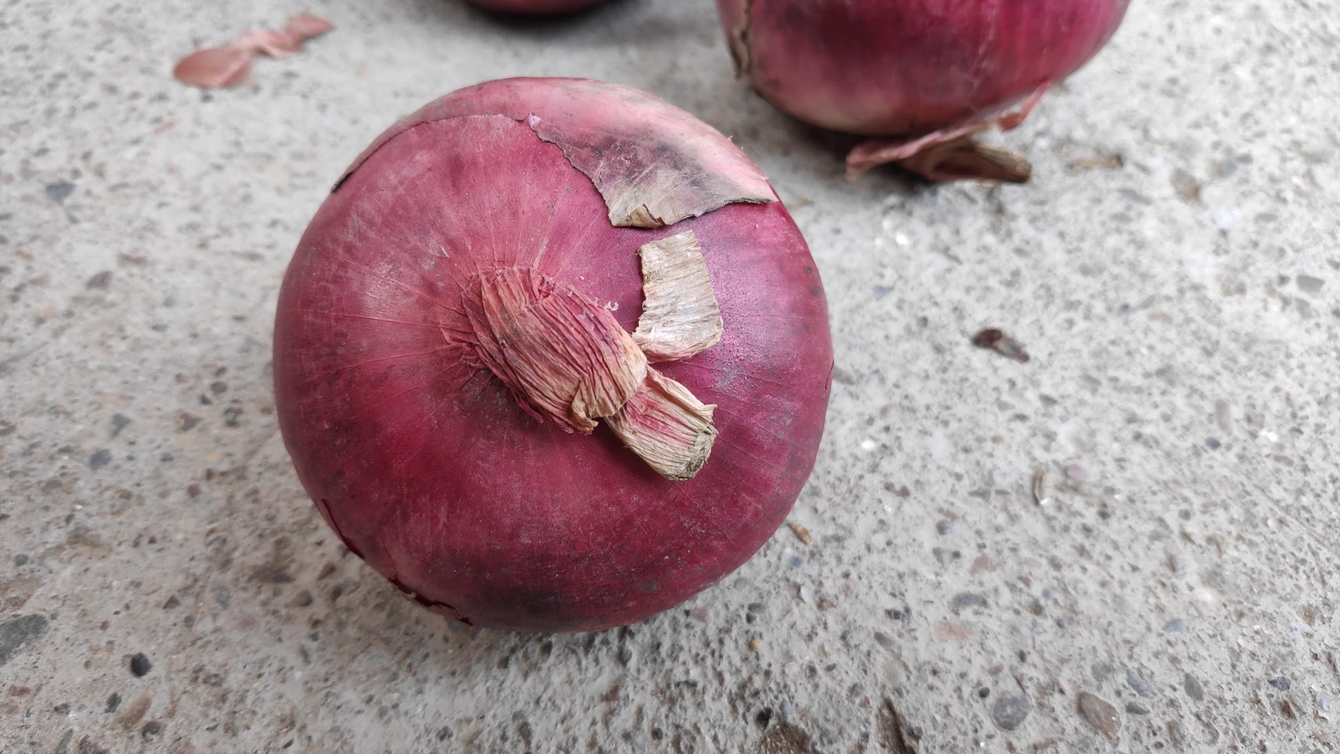 XP Red Onion Seeds - Seminis | F1 Hybrid | Buy Online at Best Price