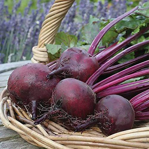 Sindhu Beet Root Seeds - Indus | F1 Hybrid | Buy Online at Best Price